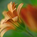 Bud n Daisy~~~~~
