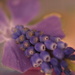 Periwinkle Muscari~~~