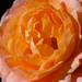 Ruffled Petals P1290958