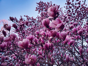 25th Mar 2025 - Morning Magnolias