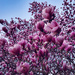 Morning Magnolias