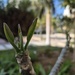 Buds