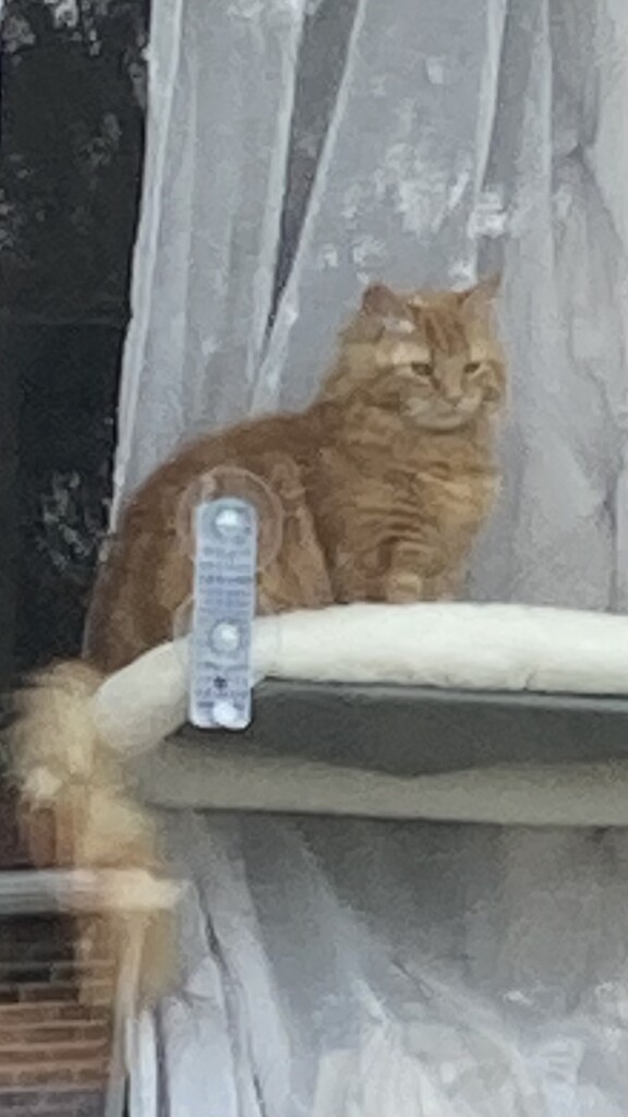 Mufasa on His Lookout Perch by spanishliz