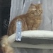 Mufasa on His Lookout Perch