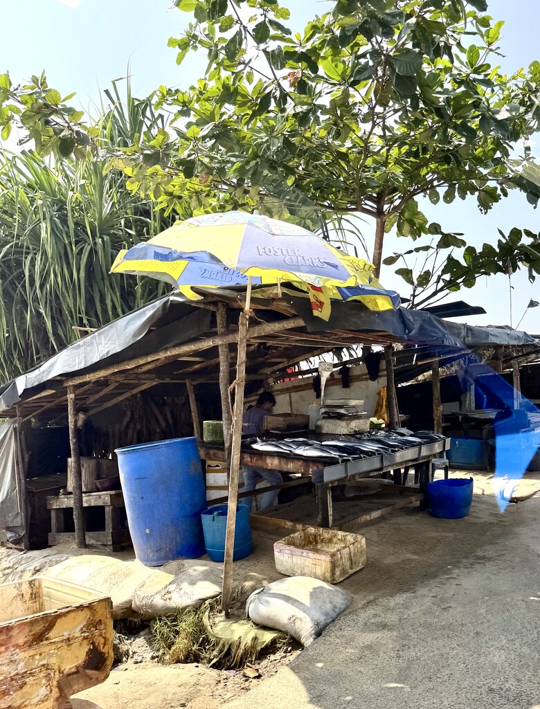 Fish shop.  by cocobella