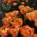 Orange 4 - Blooming San Francisco