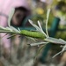 Caterpillar on Lavender