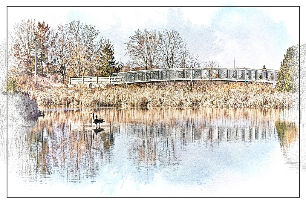 Pond with Geese by gardencat