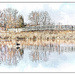 Pond with Geese