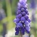 Grape Hyacinth 