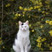 A Feline and some Forsythia