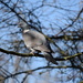 Pigeon 25/31