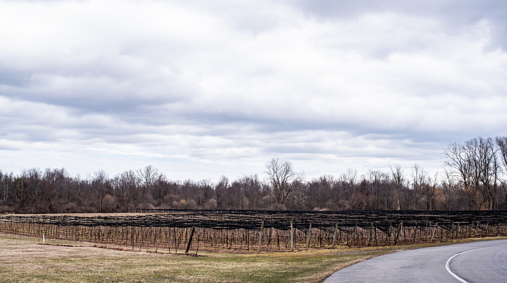 Spring Lake Vineyards by darchibald