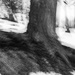 The roots  clung to the barren earth