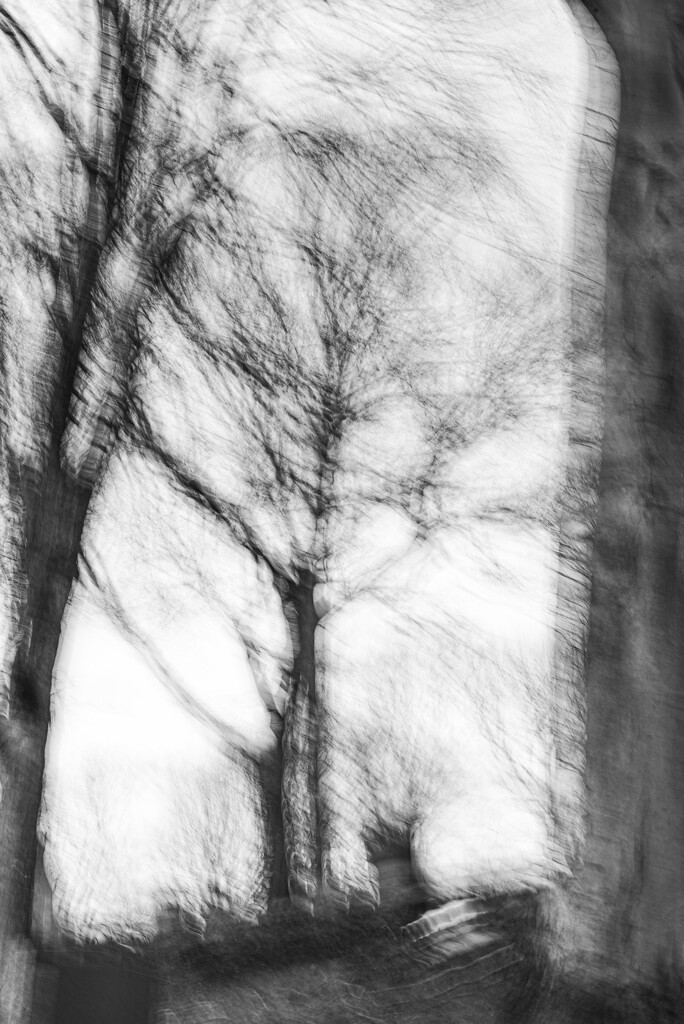 14 Like an ent, the skeletal tree stood on the summit by darchibald