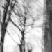 14 Like an ent, the skeletal tree stood on the summit