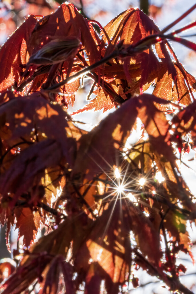 Bejeweled Leaves by kvphoto