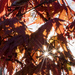 Bejeweled Leaves