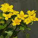 Marsh Marigolds