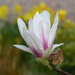 At Last - A Magnolia Flower