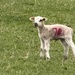 Lamb Chops 