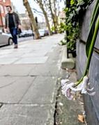 25th Mar 2025 - Drooping 
