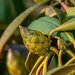 Rhododendron bud