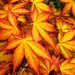 Maple Leaves