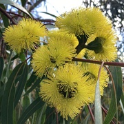 26th Mar 2025 - Yellow