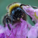 Bumble Bee