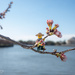 Out On A Limb 
