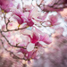 Pretty In Pink 