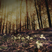 Trillium forest