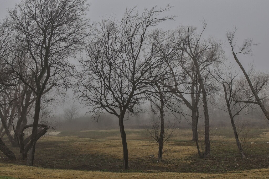Foggy Morning by judyc57