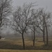 Foggy Morning