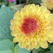 Rainbow-Yellow 
