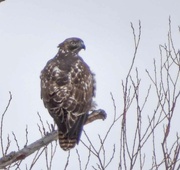 26th Mar 2025 - Hawk