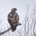 Hawk