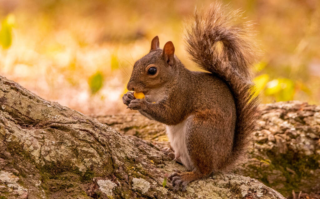 Mr Squirrel Having a Snack! by rickster549