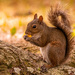 Mr Squirrel Having a Snack!