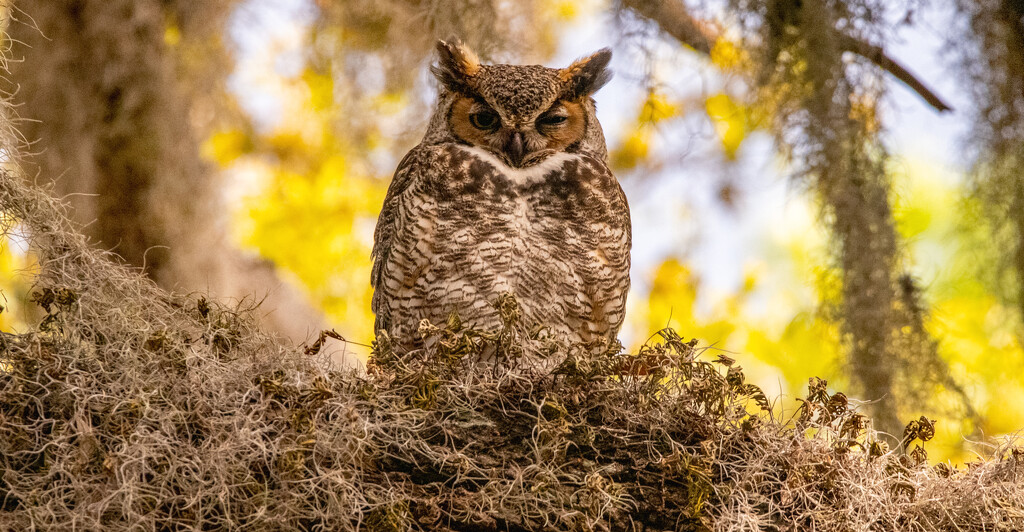 Got a Better View of the Great Horned Owl! by rickster549