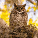 Got a Better View of the Great Horned Owl!