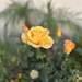 Sunrise Rose by loweygrace