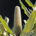 Banksia in bud