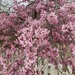 Cascading Blossom 