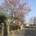 More magnolia