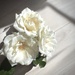 White Roses