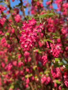 24th Mar 2025 - Flowering Currant
