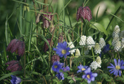 25th Mar 2025 - Spring Bulbs