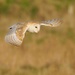 Barn Owl 